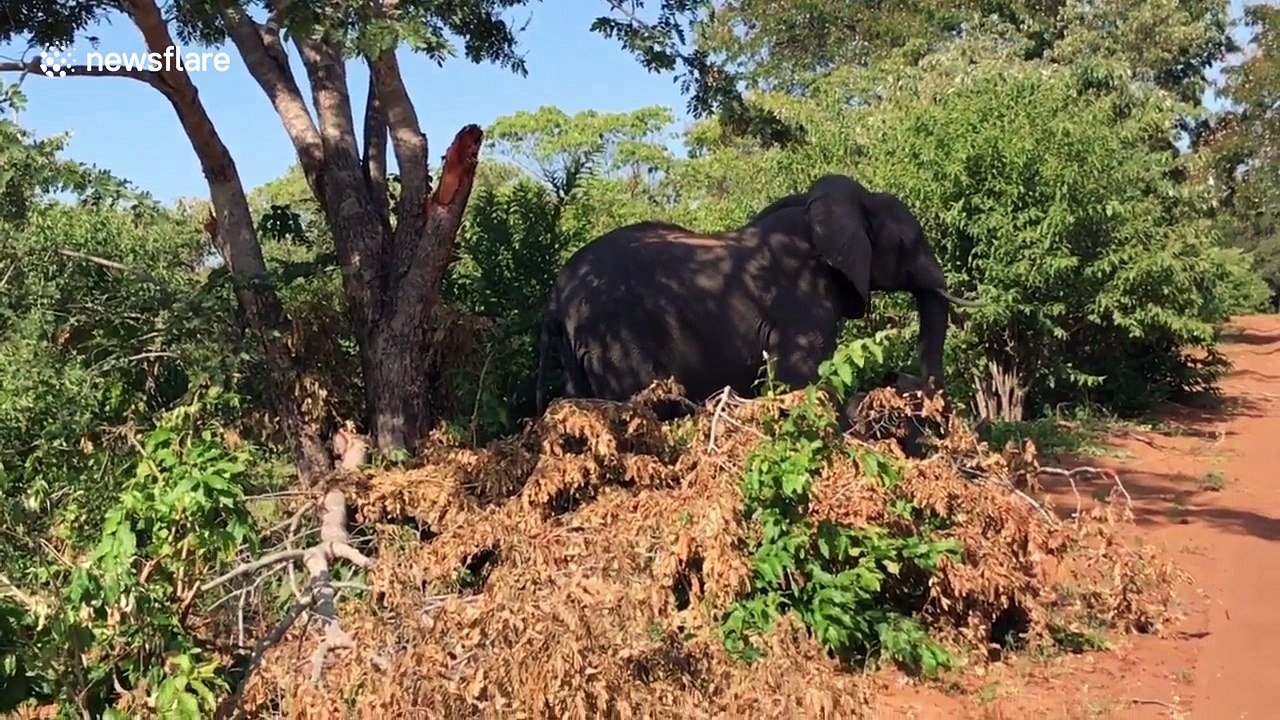 Wild elephant attacks safari vehicle and breaks tusk