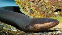 طريقة صيد سمكه الرعاد او ابو الرعاش واماكن تواجدها Electric Catfish او Malapterurus Electricus