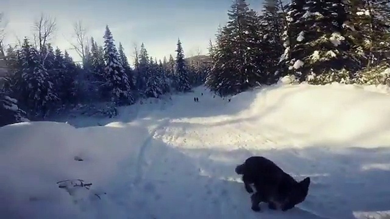 Elle skie avec ses chiens et se plante sur une petite pente !