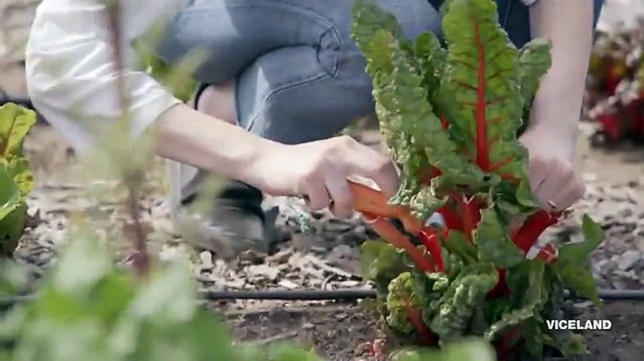 Bong Appetit S02 E08 Grow to Table Cuisine