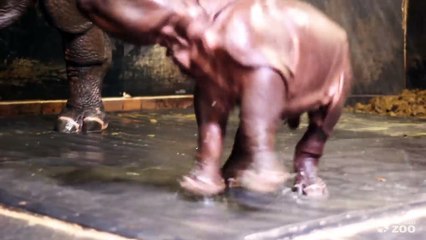 Bébé rhinocéros joue sous la douche