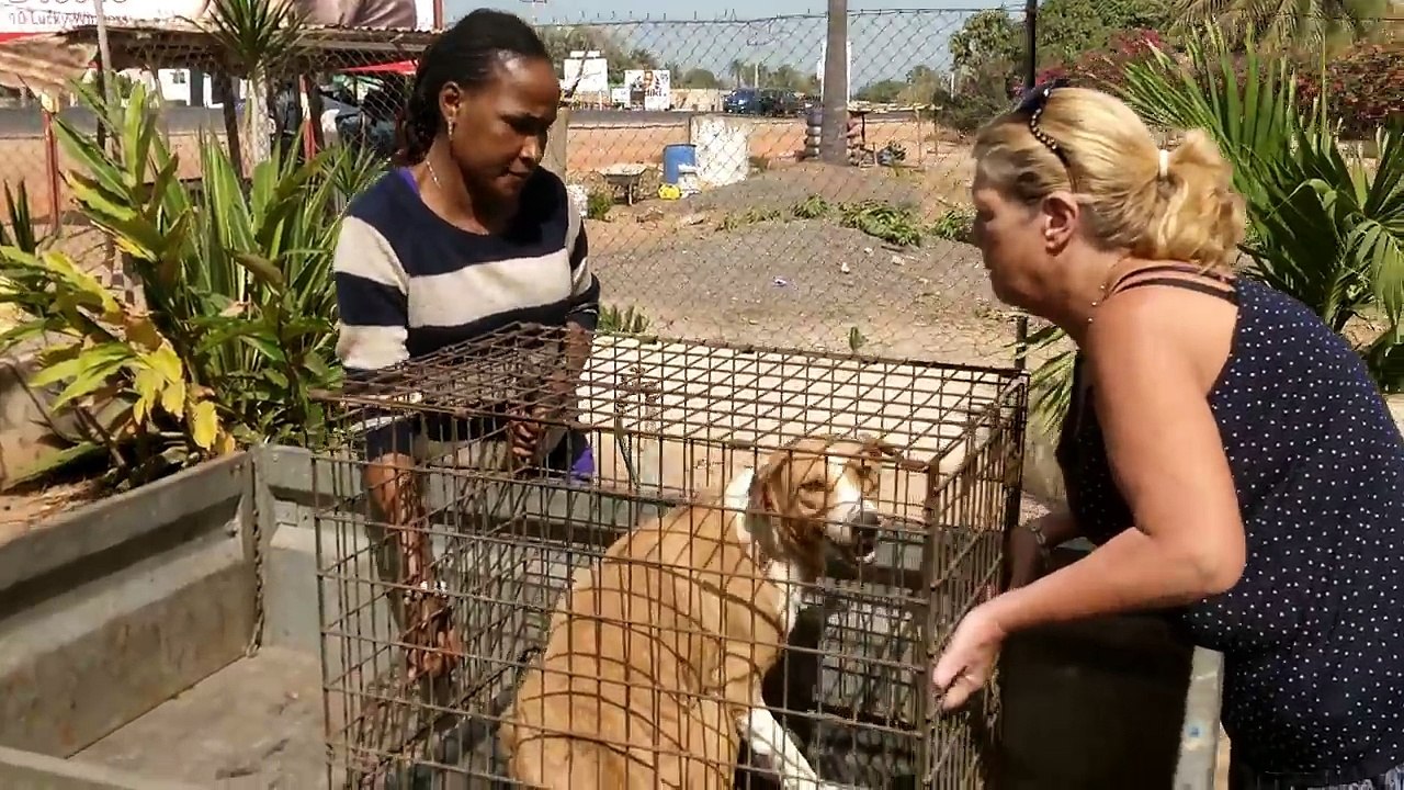 TNR and it's difficulties