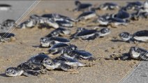 Green Sea Turtles Closer To Extinction