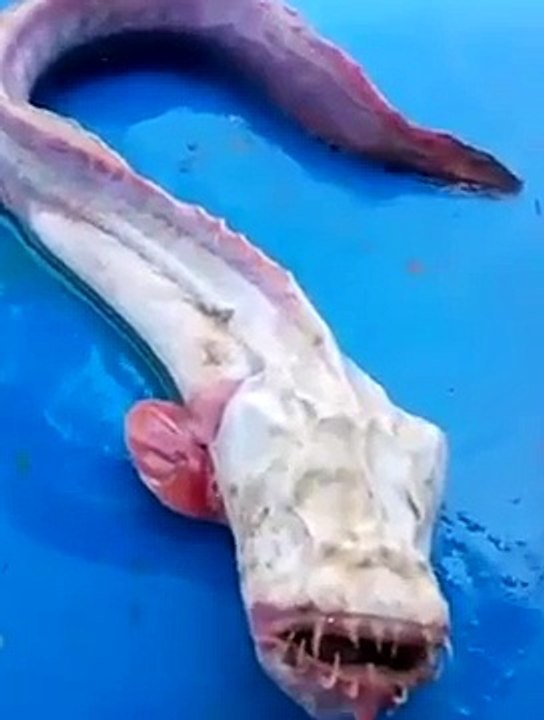 Malezijski ribar uhvatio pravo čudovište iz dubina: Ova jeziva riba kao da je izašla iz filma strave!