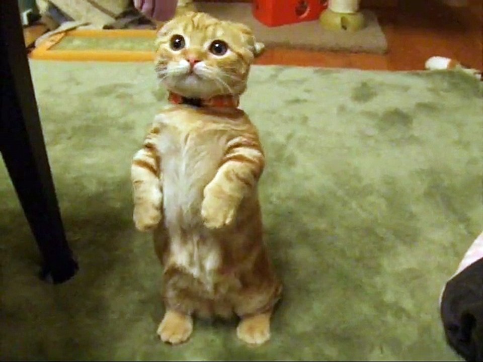 ２本脚立ちする猫ちゃん　可愛すぎる