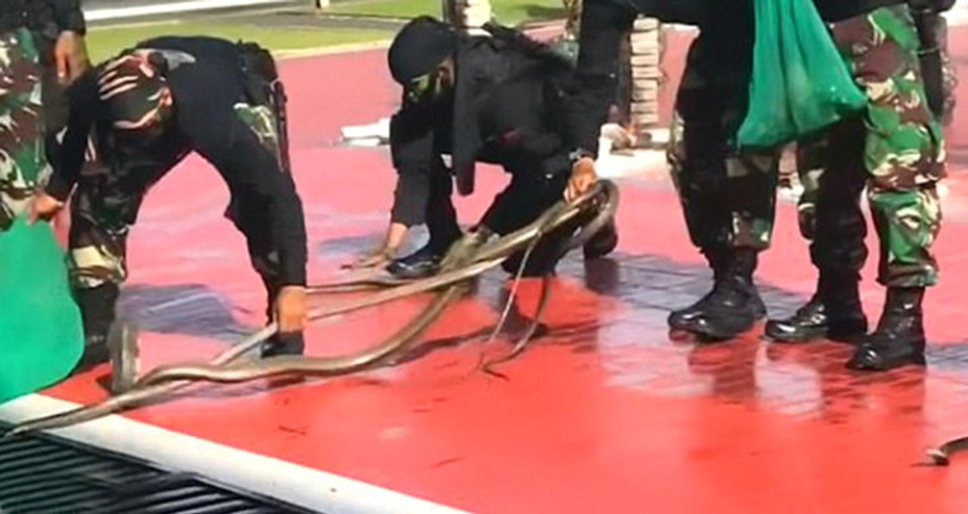 Endonezyalı Askerlerden Çılgın Gösteri! Canlı Yılanları Isırdılar