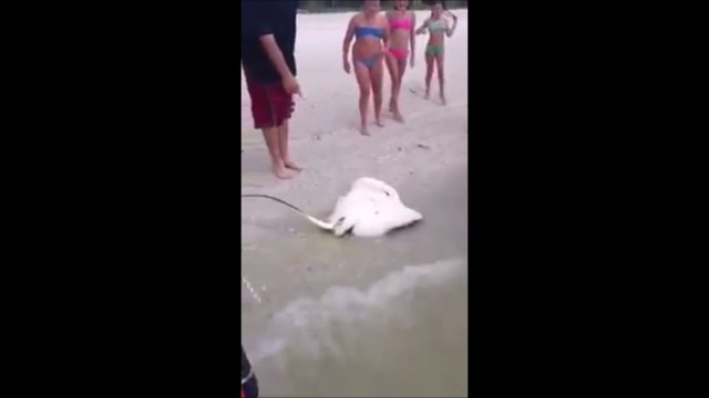 Cette raie échouée sur le sable va donner naissance à plusieurs bébés sur la plage