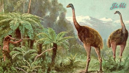 Loài chim này có quả trứng to gấp 160 lần so với trứng gà