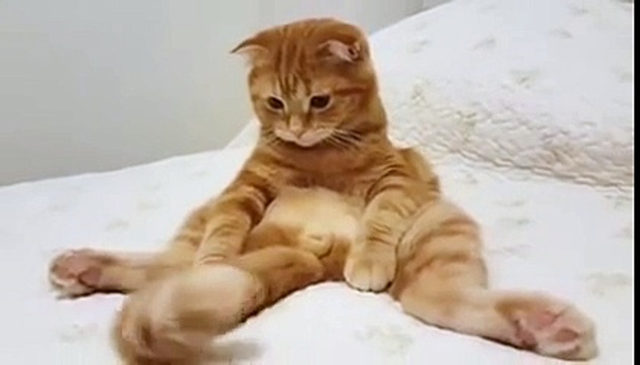 可愛すぎる(#^.^#)尻尾と遊ぶ可愛い猫
