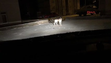 Bayburt Aç Kurt, Kente İndi