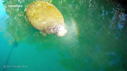 Magical manatee blows a rainbow