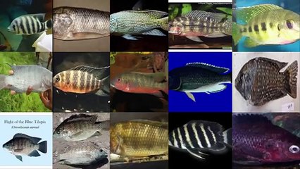 اهم انواع سمك البلطى-المشط-الشبار