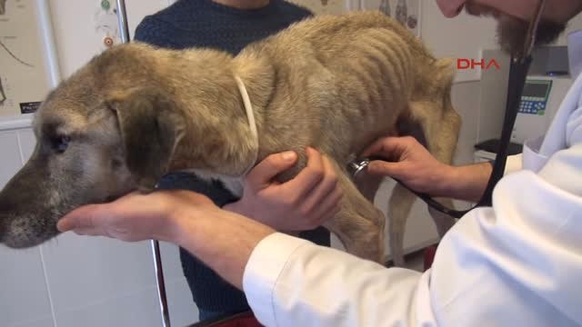 İzmir Alfa Hayatta Kalma Mücadelesi Veriyor