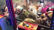 Étonnant : gagner un chat dans une machine !