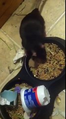 Bouncy rat cleans room!