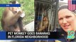 Monkey escape: pet macaque escapes in Florida, attacks cop car in video - TomoNews
