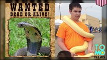 Pet store worker 'killed by monocled cobra' which is now on the loose in Austin - TomoNews
