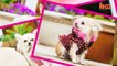 Instagram Pets: Cute Pups Rack Up 28,000 Online Followers