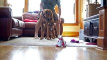 One Year with a Rhodesian Ridgeback Puppy - Marking Our Territory | Petcentric