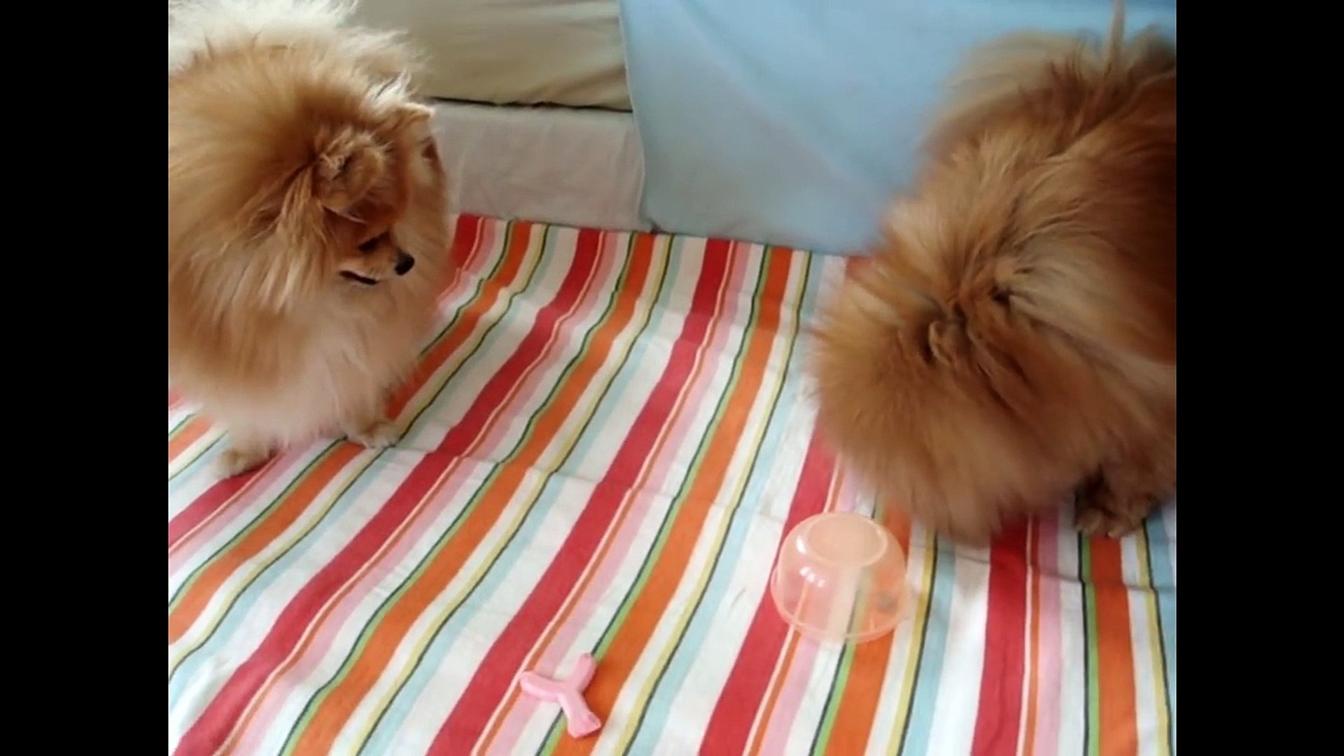 Pomeranian Puppies Cute Pet Pom Poms Cutiest Pomeranians Dwarf Spitz Puppy Compilation Zwergspitz Video Dailymotion