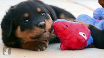 Baby Rottweiler Puppies Fight A Dragon! - Puppy Love