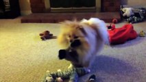 Talking Dog Does Not Like His Christmas Present