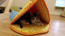 Dorm Cats Chat About Videos- Pet Thoughts | Petcentric