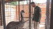 Entrenadores de animales, un trabajo vital en los zoos y ecoparques