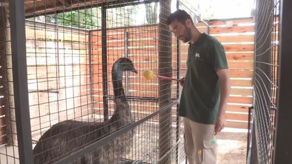 Entrenadores de animales, un trabajo vital en los zoos y ecoparques