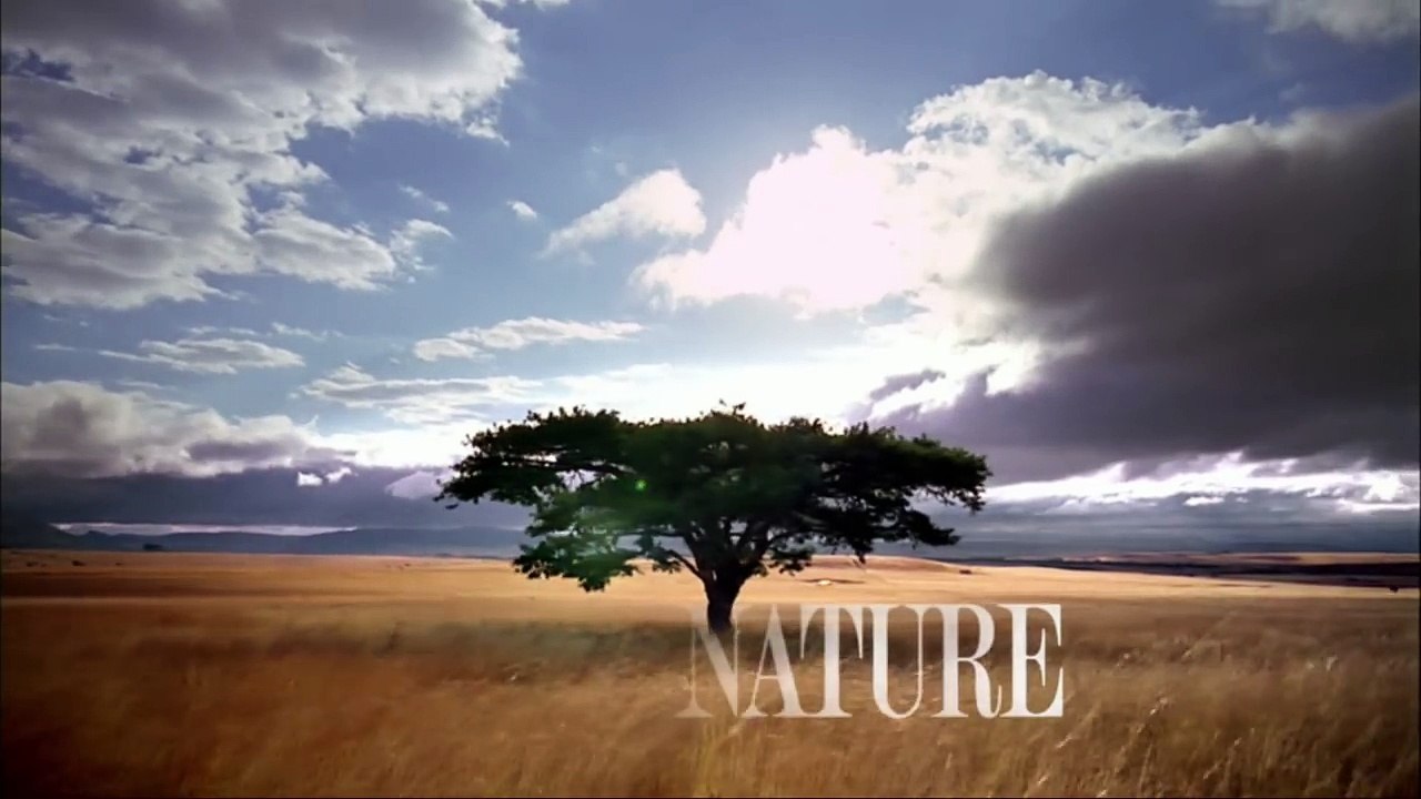 Chris P. Bacon Pig All Grown Up | My Bionic Pet | Nature on PBS