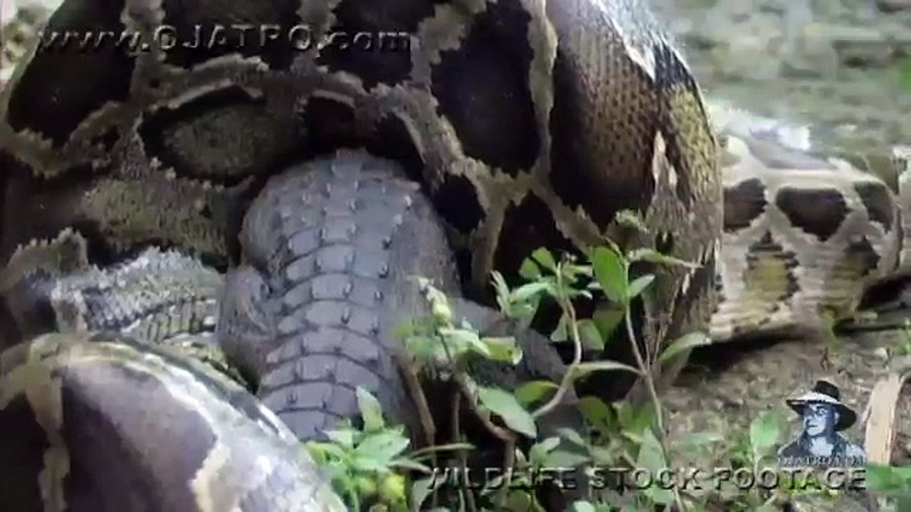 anaconda Vs alegator