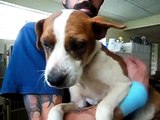 Video of adoptable pet named Sally