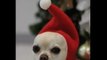 クリスマス チワワ: Merry Christmas from Chihuahua