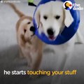 Golden Retriever Dog Knows The Struggles Of Being An Older Sibling | The Dodo