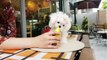 Teacup Puppy maltese puppies videos compilation - KimsKennelUS