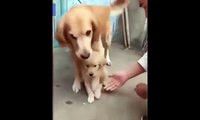 Dog refuses to let his owner shake hands with his puppy