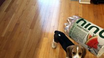 Beagle puppy alarmed by empty water bottle