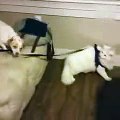 Cats Who Think They Are Dogs mp4- funny video