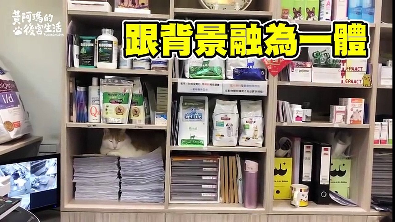 【黃阿瑪的後宮生活】阿瑪打擾醫院的四件事