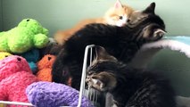 Try Not to AWW! at These Cute Kittens and Funny Puppies | Funny Pet Videos