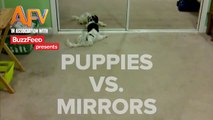 Puppies Vs. Mirrors