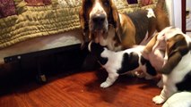 Grandpa Noble Basset Hound Meets the Puppies! Adorable!