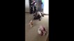 Pit Bull plays with tiny Chihuahua puppy