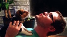 Puppies Howl and Bark For The First Time  [Funny Pets]