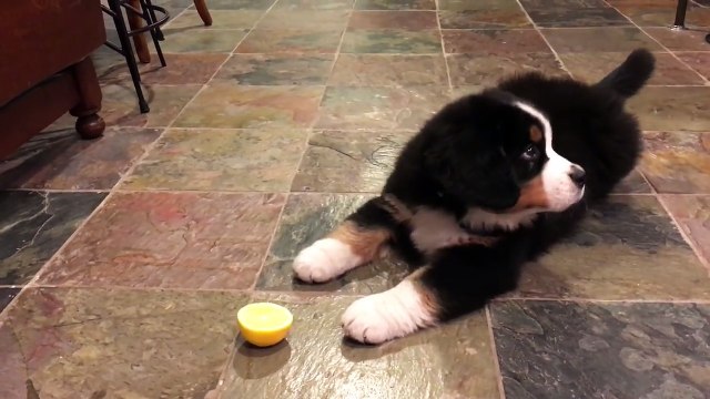 Bernese Mountain Dog Puppy vs Lemon