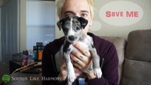 Meet My NEW Puppy! (FURRY FRIEND TAG!) | James Tyler Hagen