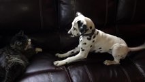 Dottie the Dalmatian Puppy Really Wants to Play With Jack the Cat