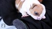 Wrinkly Bulldog Puppy BITES MY TOE! OUCH! - Puppy Love