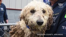 295 Dogs Rescued from Arkansas Puppy Mill