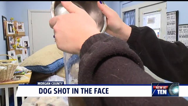 Dog Has Jaw Amputated After Being Shot in the Face